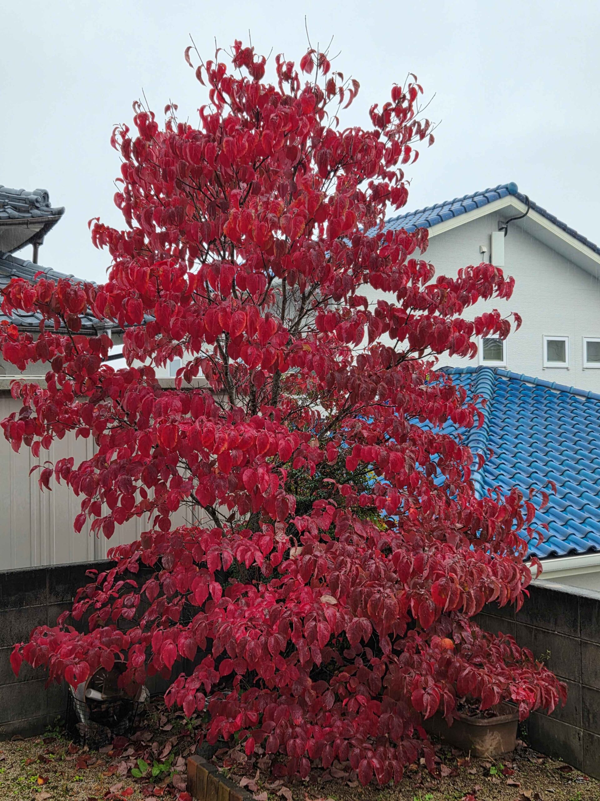 設計積算課より　～我が家のハナミズキ～