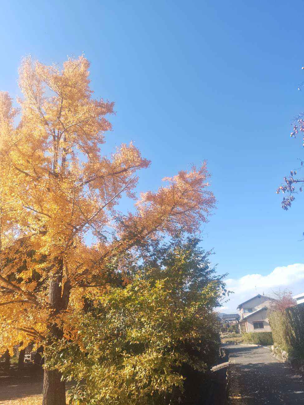 社長ブログ 　～紅葉～