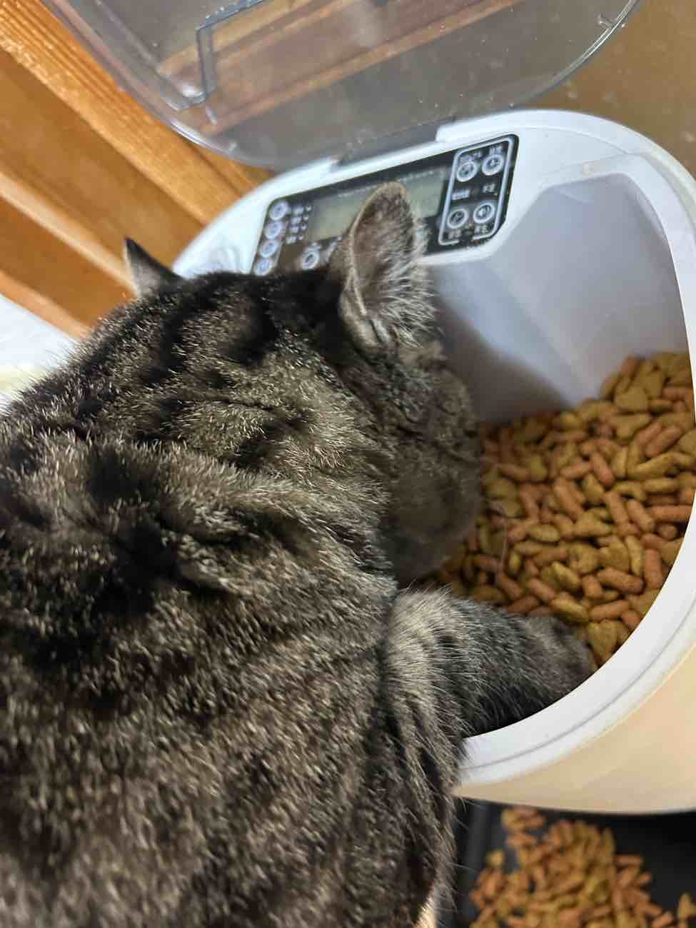 土木課より　～うちの猫～