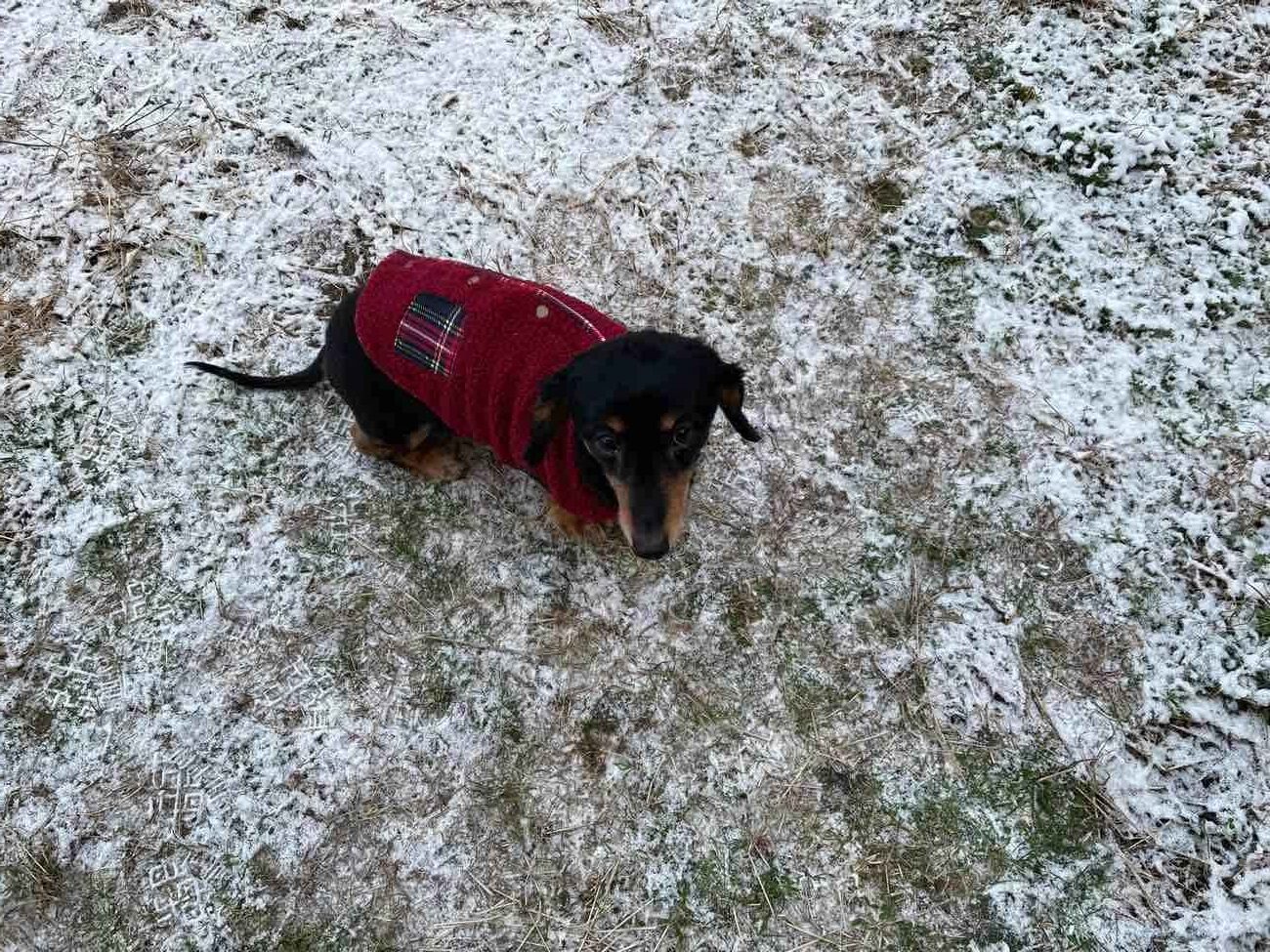 総務課ブログ　～犬と雪～