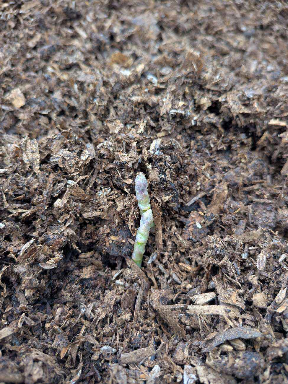 環境事業部より　～アスパラガス～