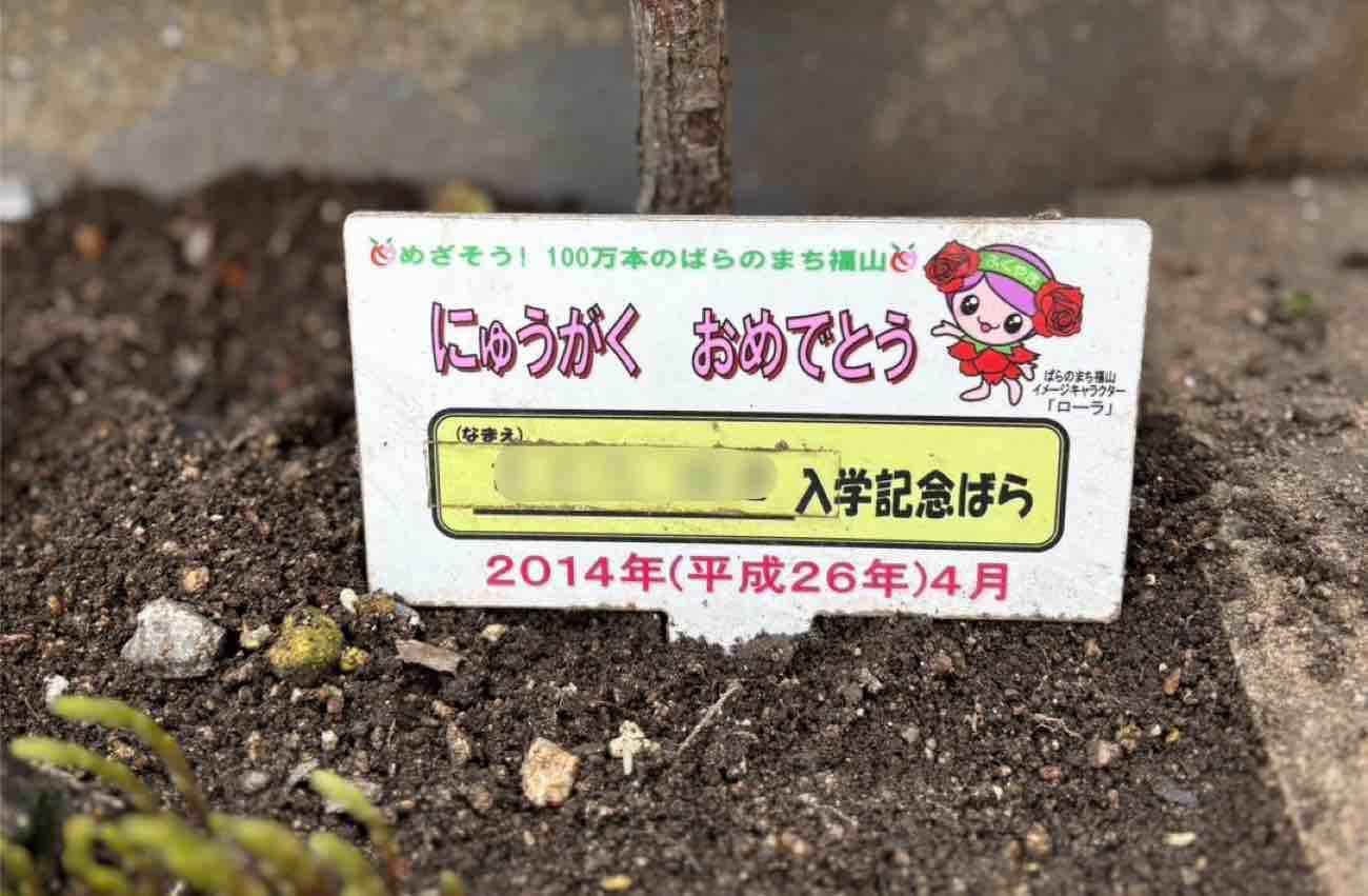 総務課より　～次女の薔薇～